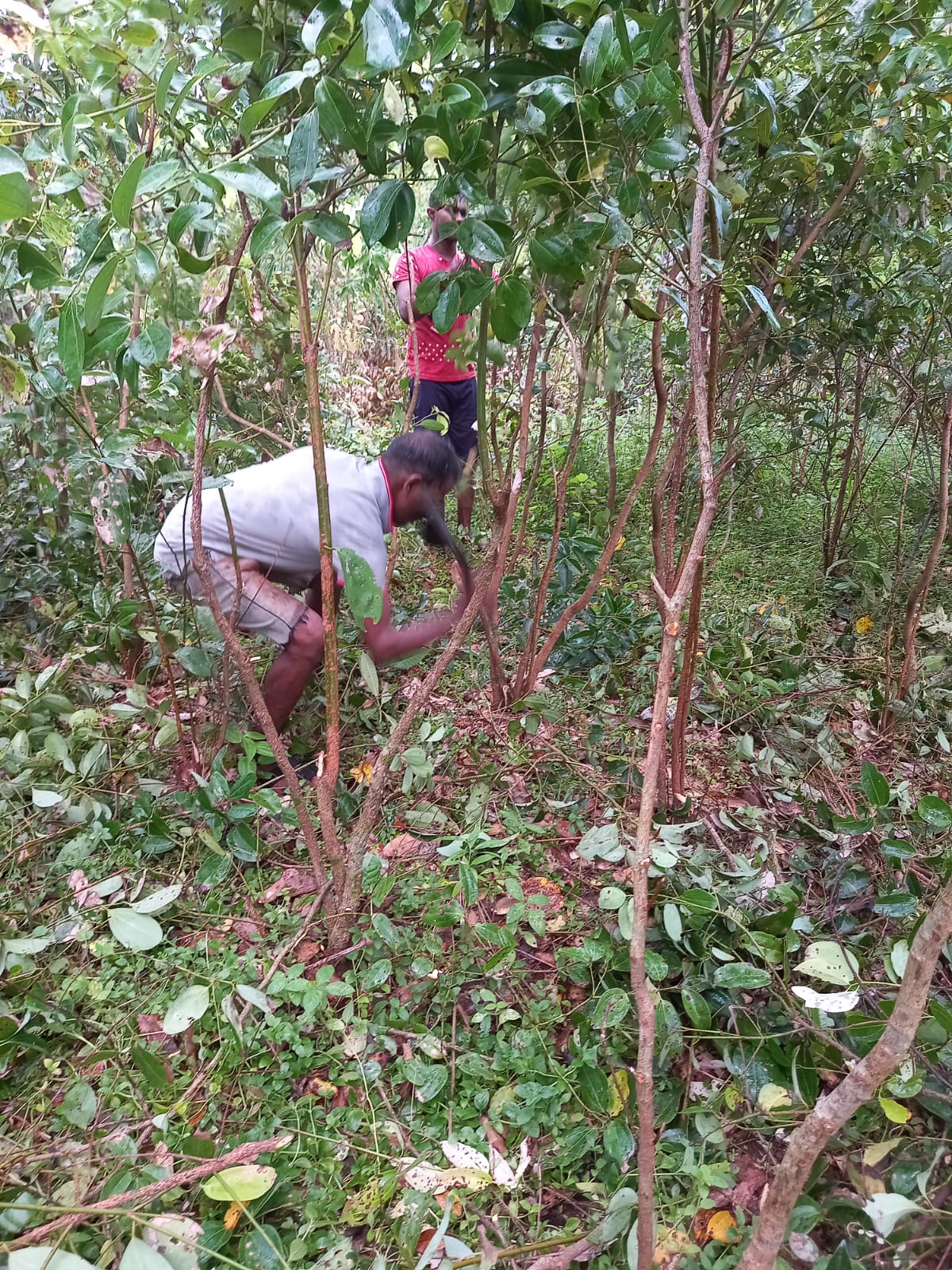 Uduwara Spices Estate View 5
